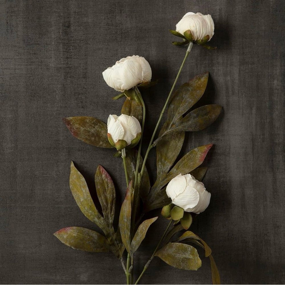 Elegant Ashland Tan & Cream Peonies. Selling 8 total stems for $60 - Picture 2 of 7